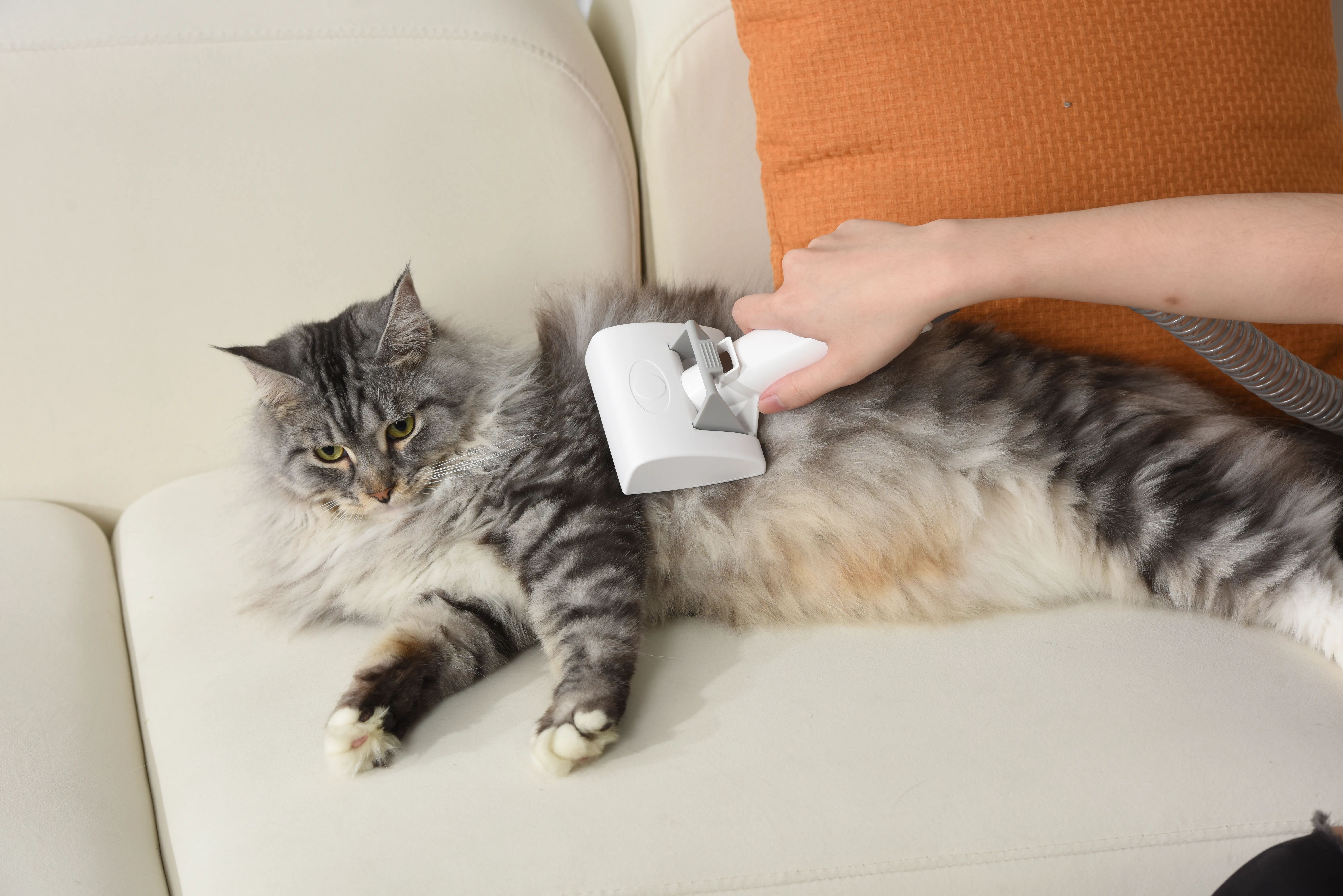 A Comprehensive Guide to Keeping Your Feline Friend Purr-fectly Groomed